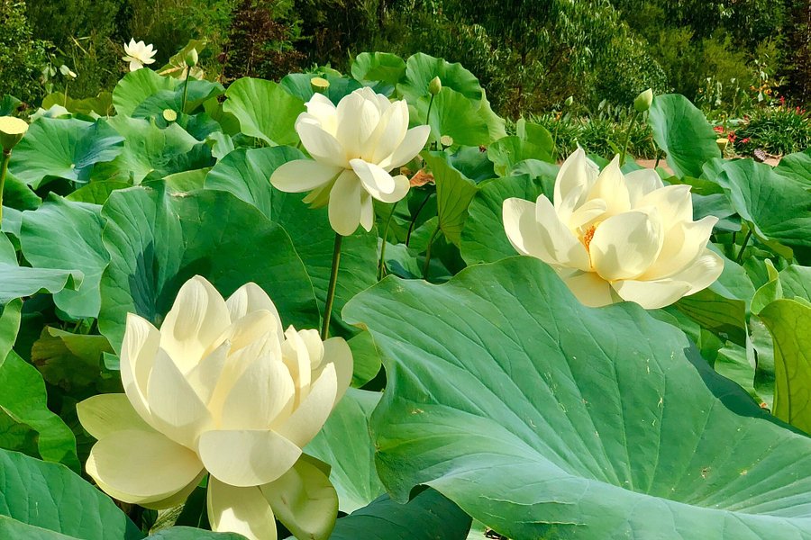 Blue Lotus Water Garden image