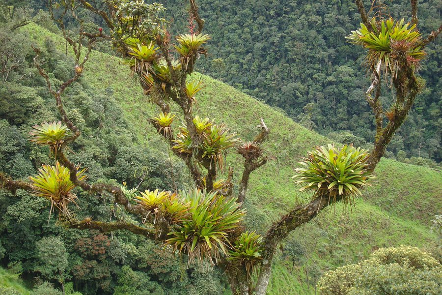 Parque Nacional Podocarpus image