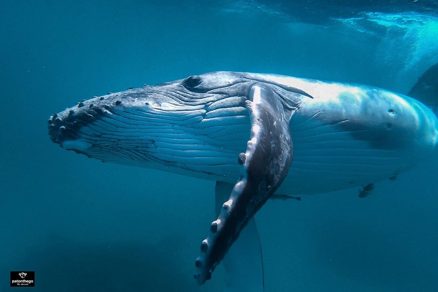 Tuna Moana Whale Swim Adventures image
