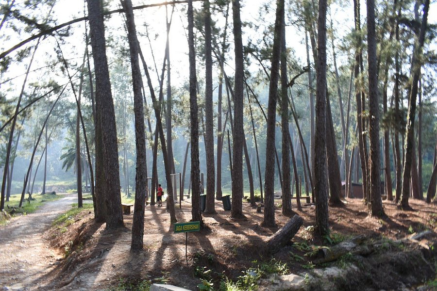 Terap Pine Forest image