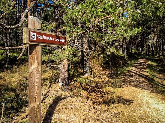 Pine Nature Trail in Kolka image