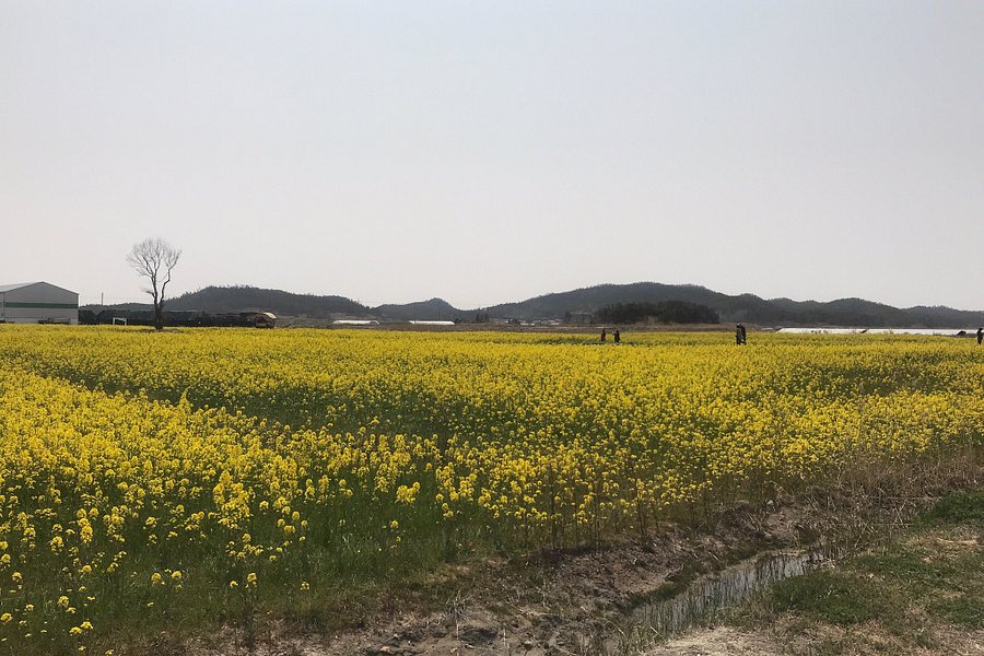 Taepyeong Salt Field image