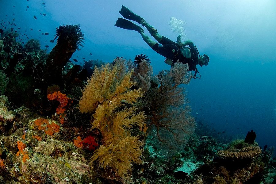 Tinoto Reef image