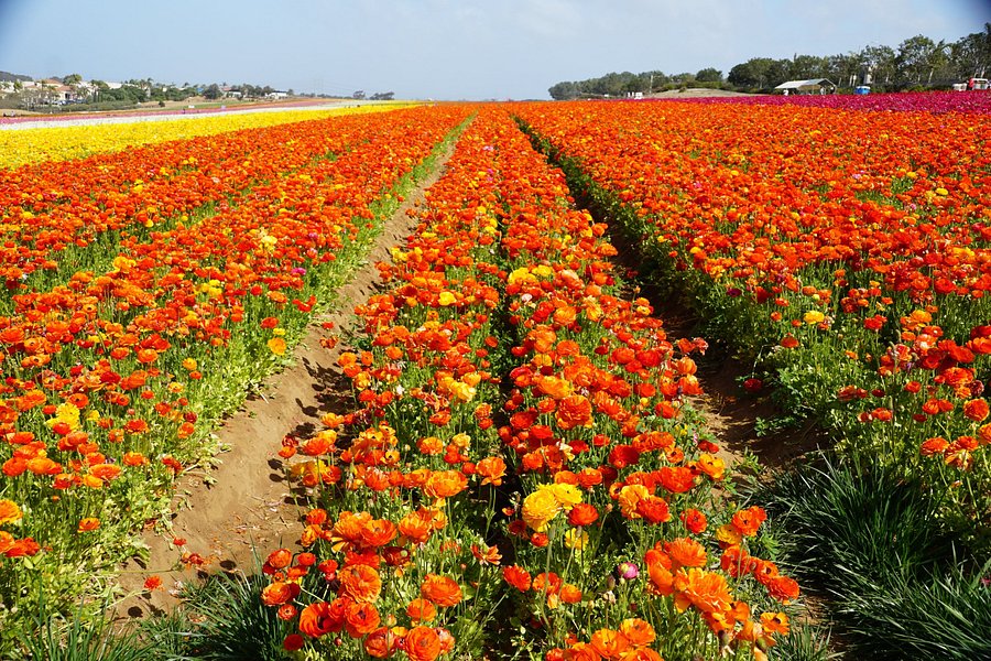The Flower Fields at Carlsbad Ranch image