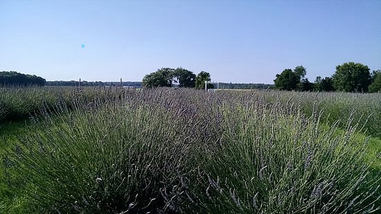 Purple Rain Lavender Farm image