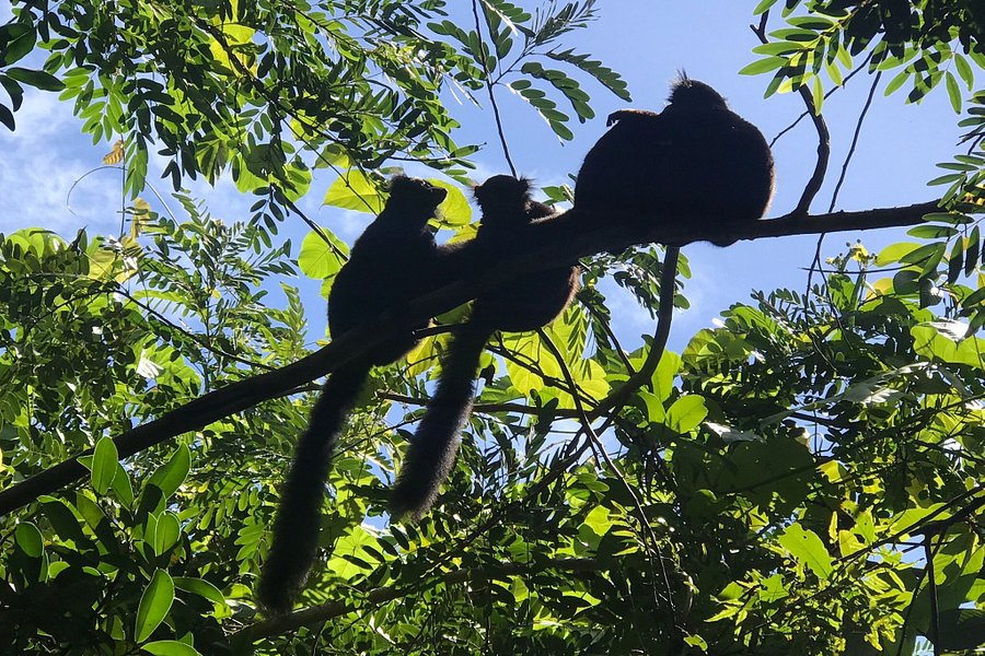 Black Lemur Sanctuary image