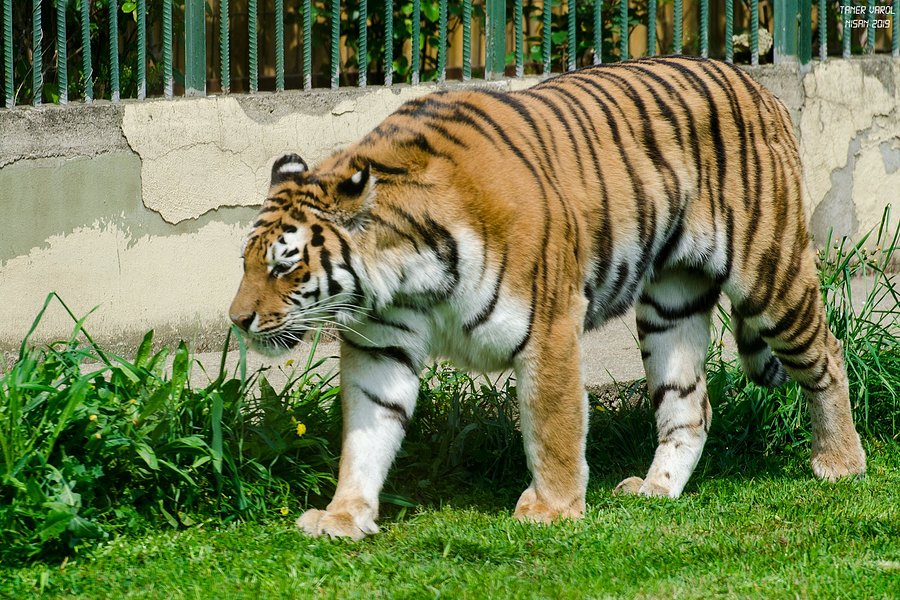 Faruk Yalcin Zoo image