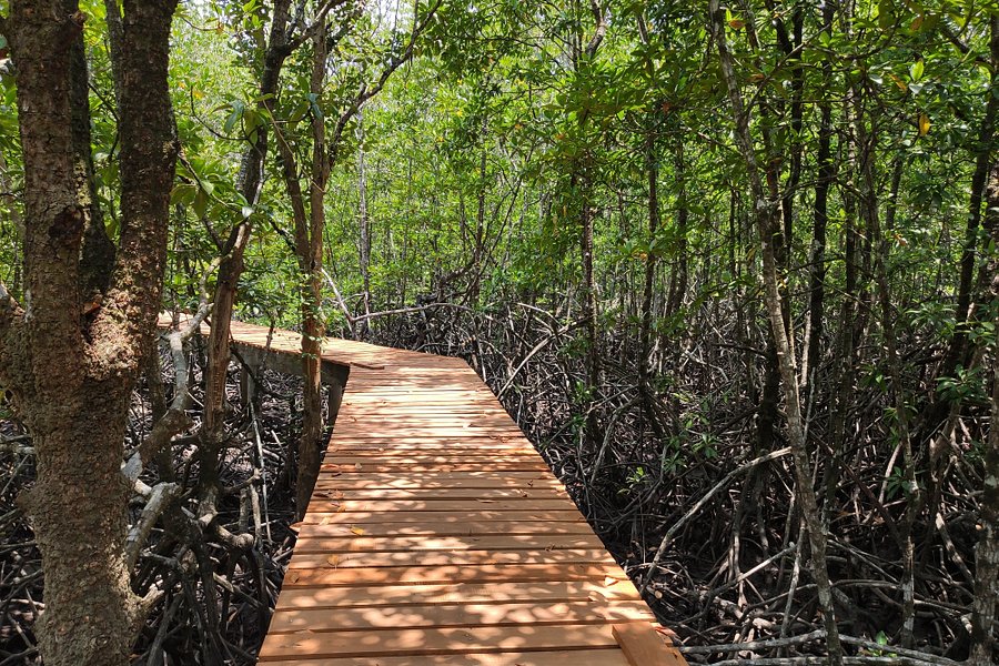 Salakphet Mangrove Walkway image