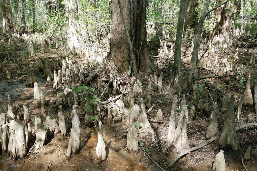 Battle Creek Cypress Swamp Sanctuary image
