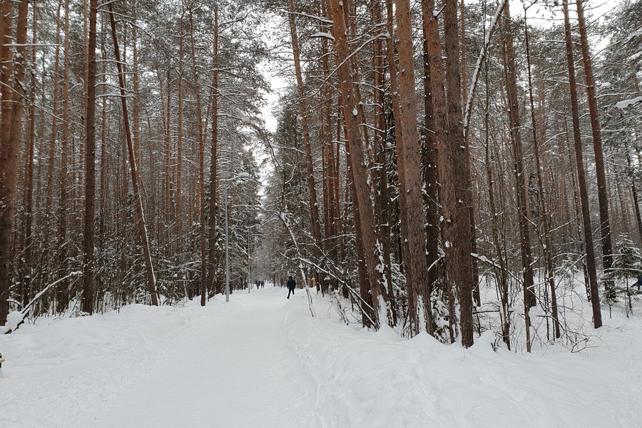 Chernyayevsky Forest image