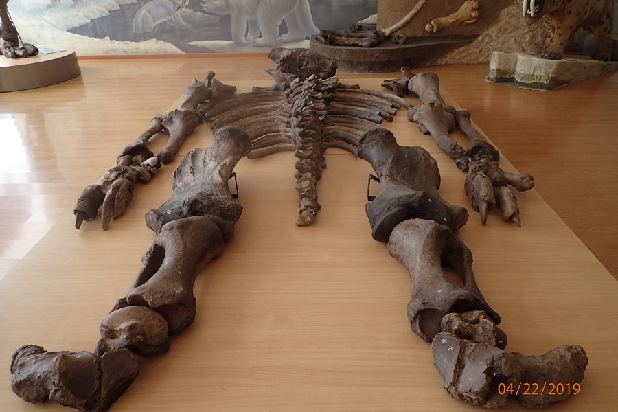 Museo Paleontologico Megaterio image