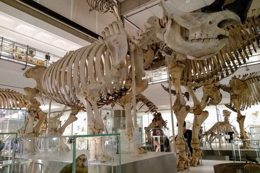 University Museum of Zoology image