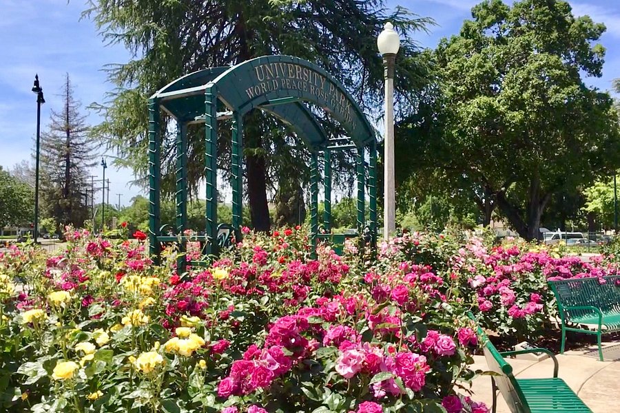 University Park World Peace Rose Garden image
