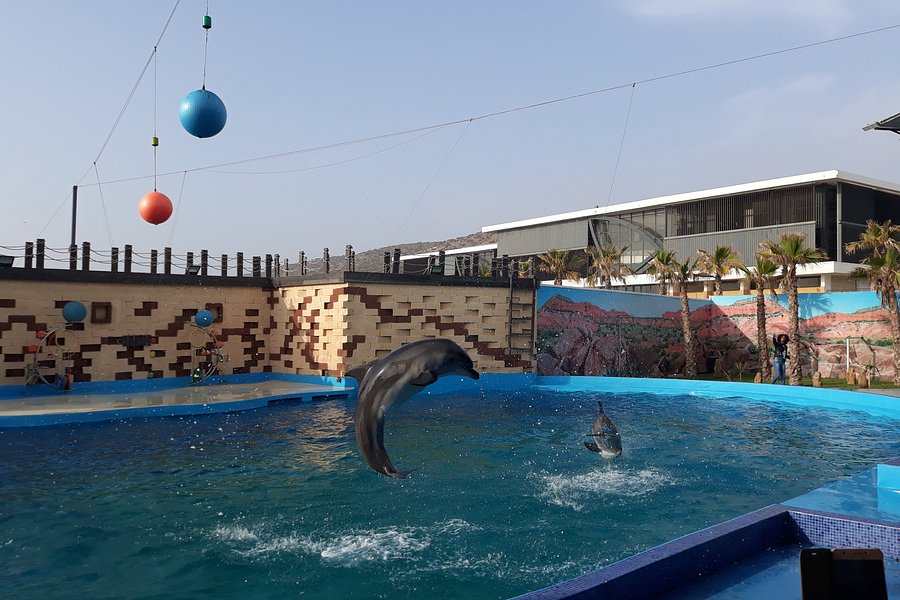 Agadir Dolphin World image