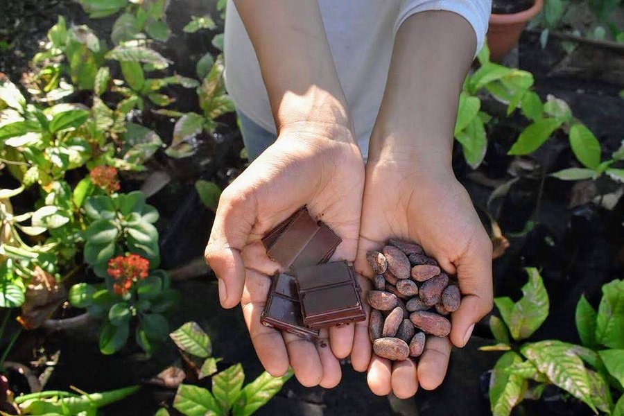 Taller de Cacao image