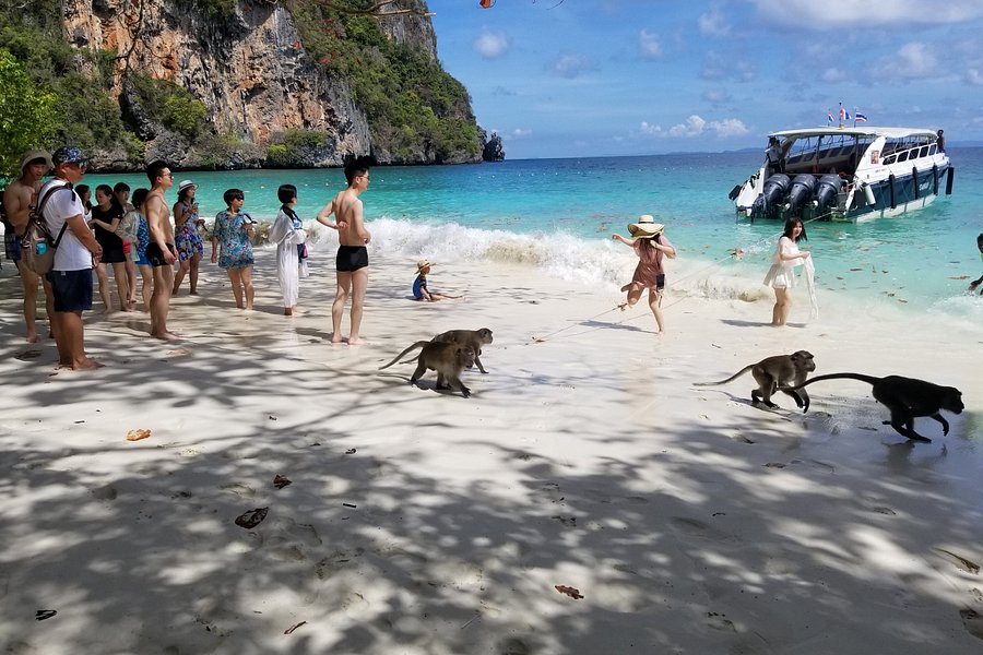 Monkey Beach image