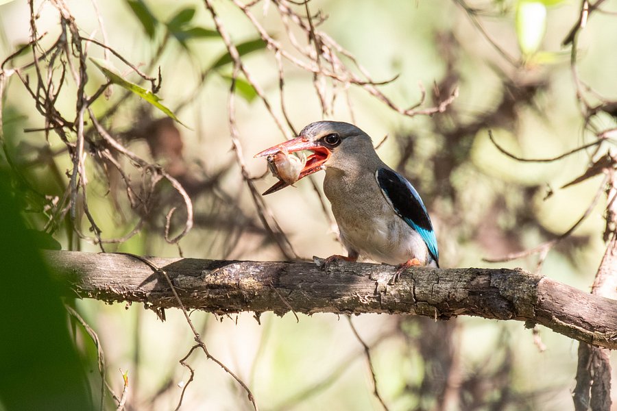 Amanzimtoti Bird Sanctuary image