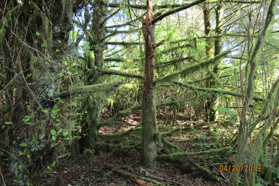Weatherwax Trail image