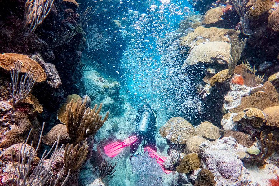 Dive Bermuda image
