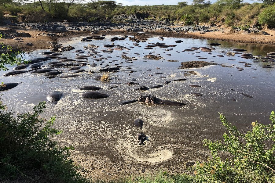 Serengeti Hippo Pool image