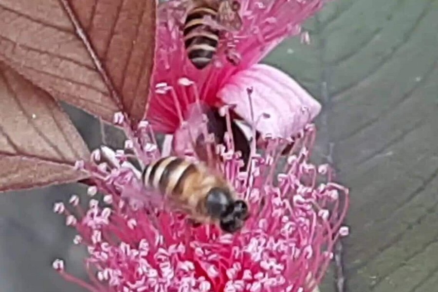 Omoyon Bee Farm image