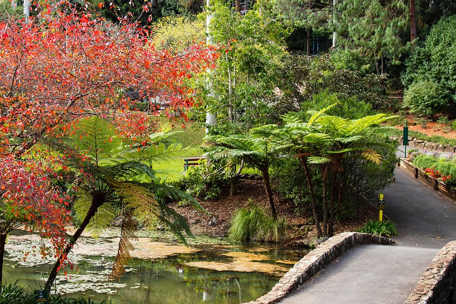Tamborine Mountain Botanic Gardens image