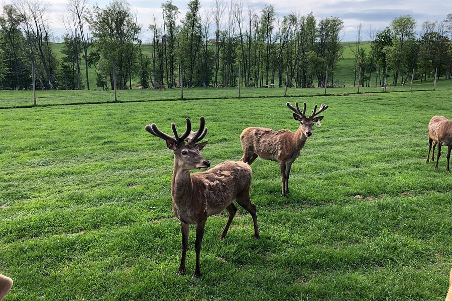 Red Deer at Rolling Hills Farm image