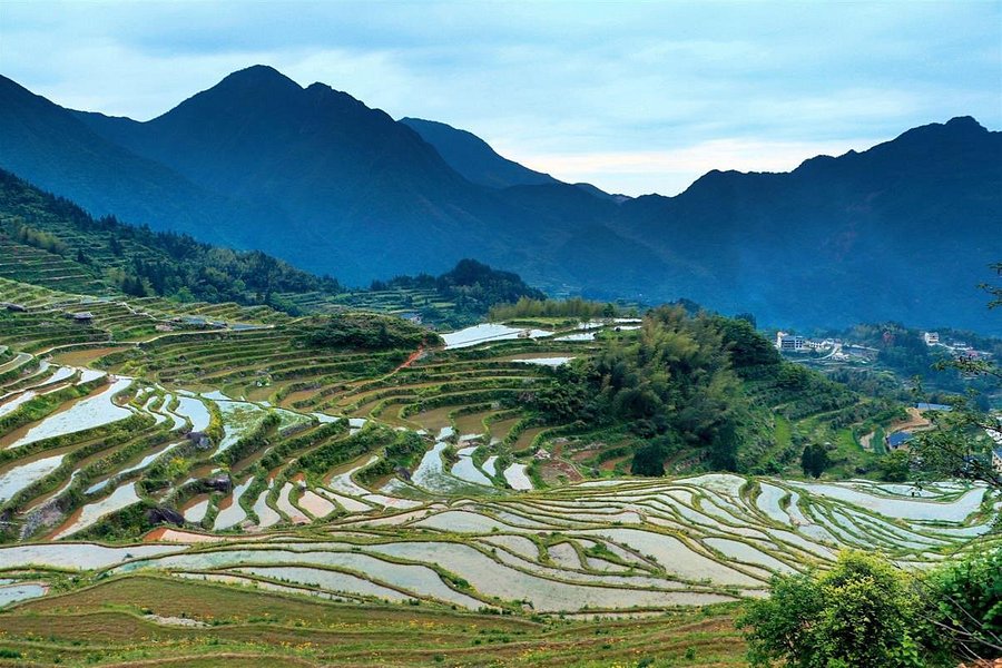 Yunhe Rice Terraces image