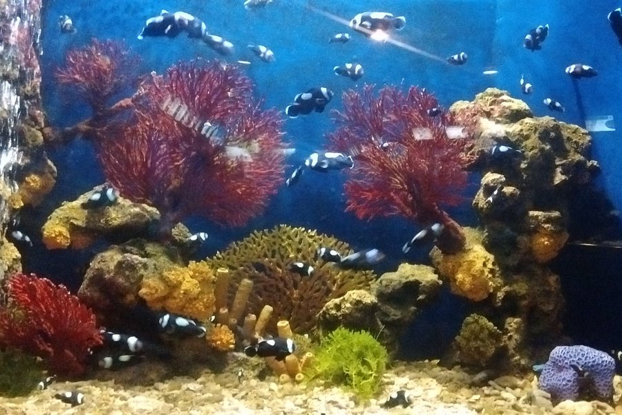 Rayong Aquarium image