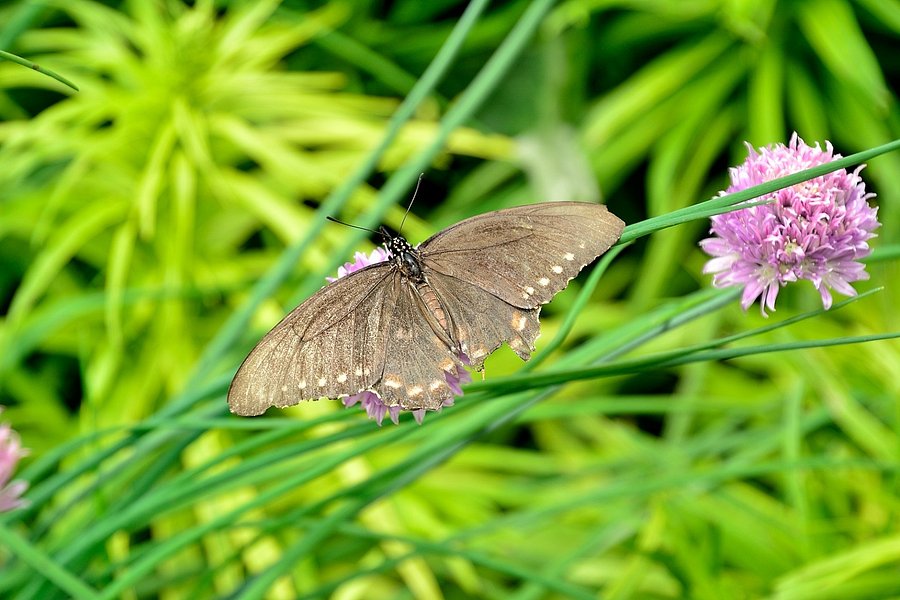 The Butterfly Haven image