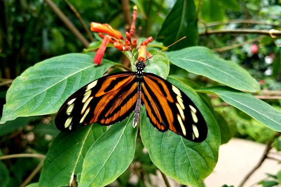 Butterfly Pavilion image