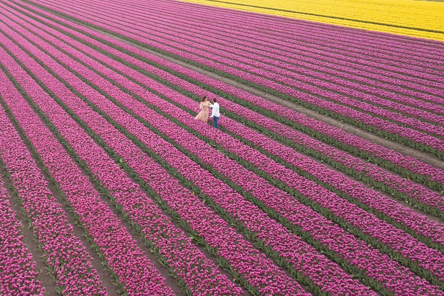 Tulip Tours Holland image