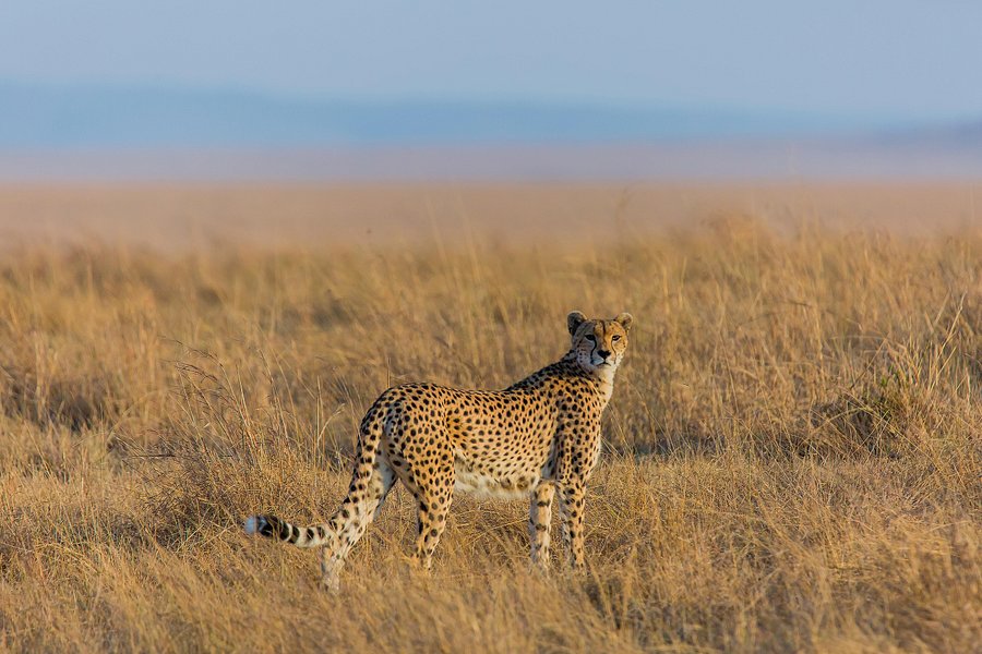 NimTree Wildlife Safaris image