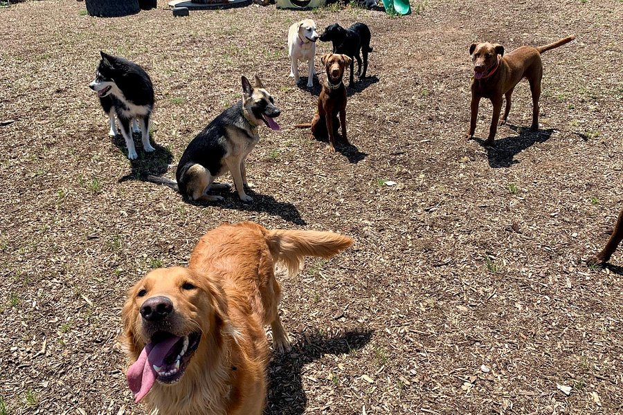 Derty Dog Canine Retreat & Fitness Club image