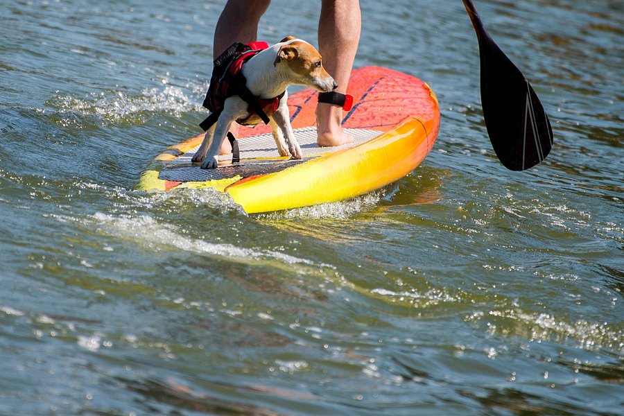 Phoenixville SUP Paddle Board Rental and Sales image