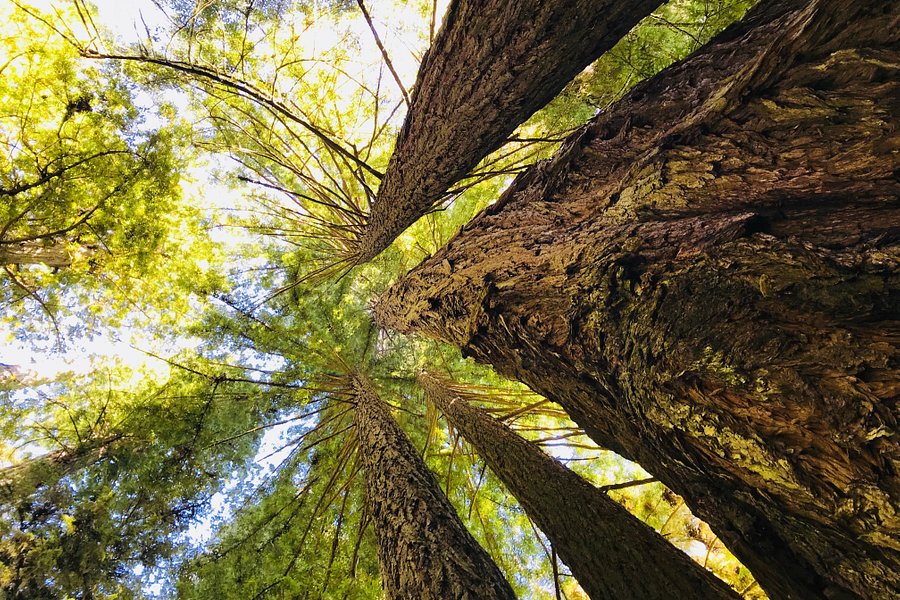Redwood National Park image