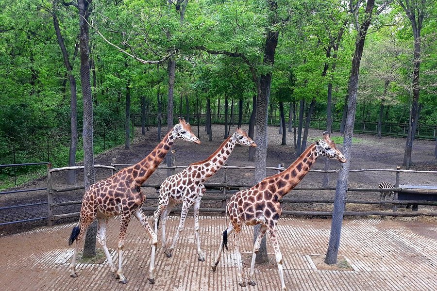 Szeged Zoo image
