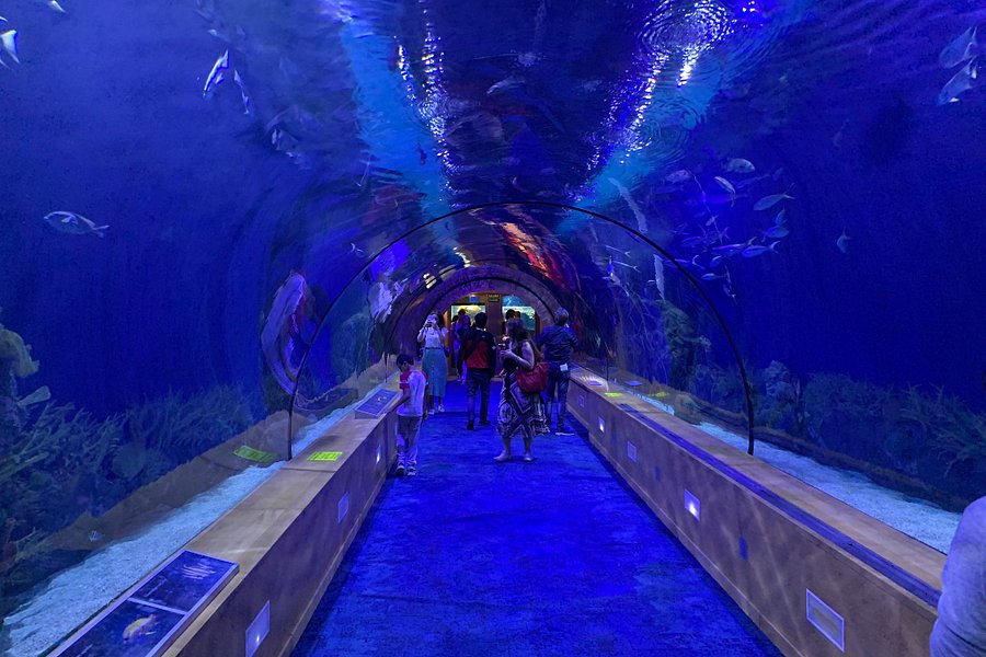 Aquarium de Valencia image