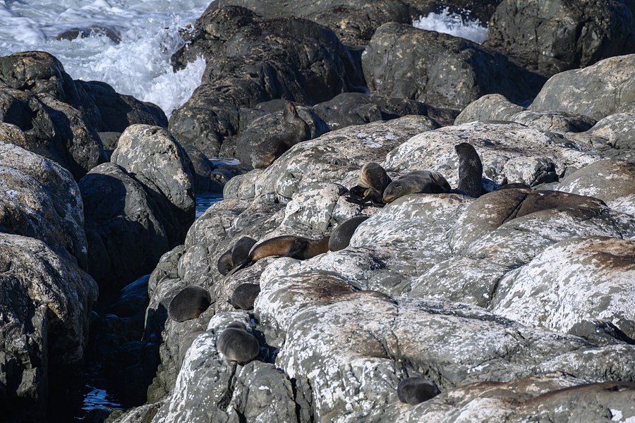 Ohau Point Seal Colony image