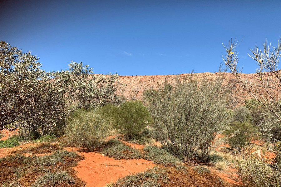 Alice Springs Desert Park image