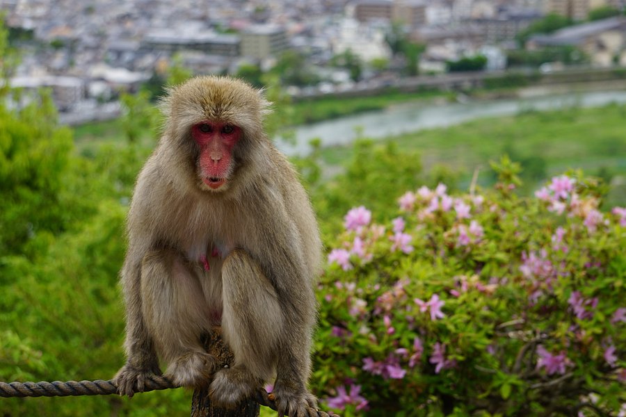 Monkey Park Iwatayama image