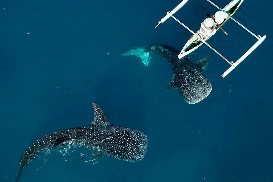 Whale Shark Sightseeing Spot image