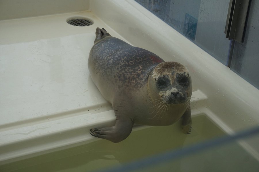 A Seal Zeehondenopvang en Expo Stellendam image