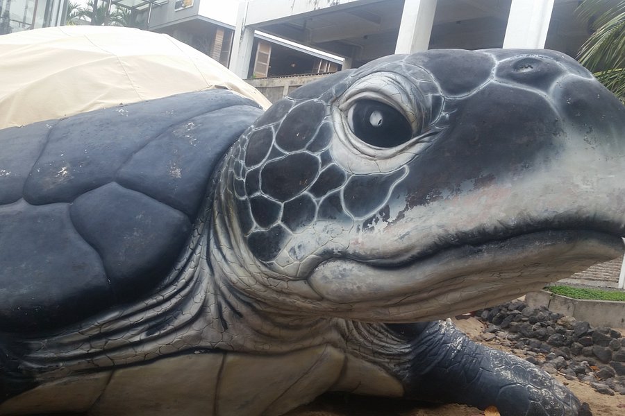 Bali Sea Turtle Society (BSTS) image