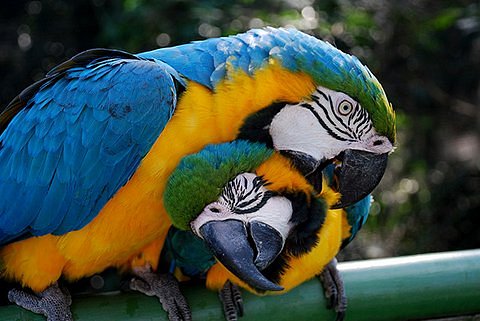 Bolivian Parrots Conservation image