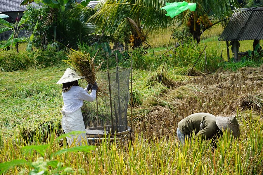 Ubud Kajeng Rice Fields Walk image
