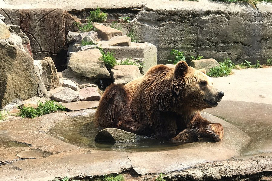 Kaliningrad Zoo image