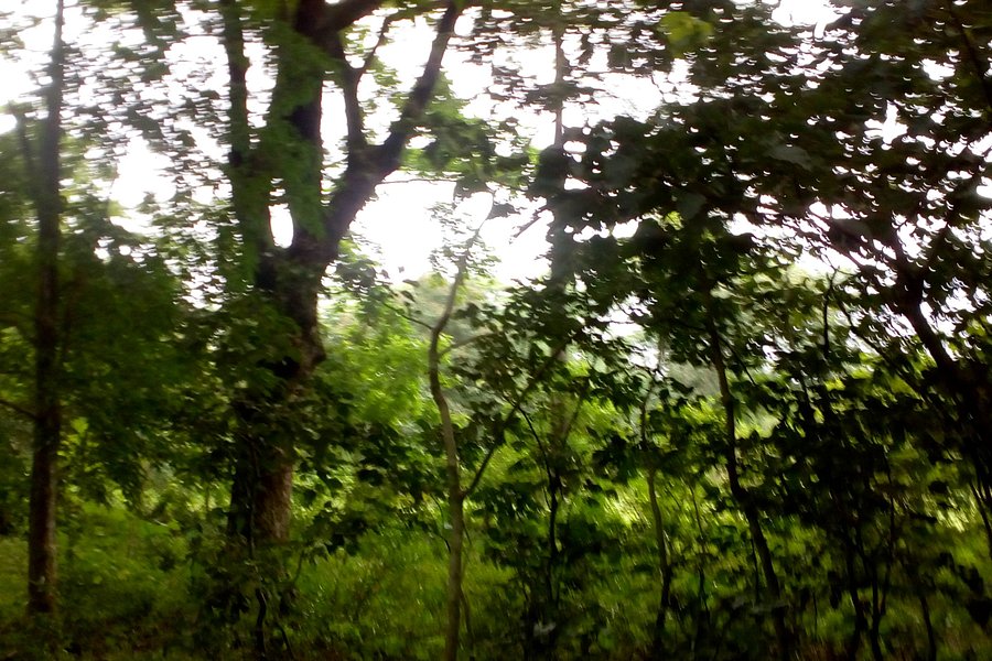 Molai Forest image