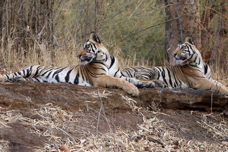 Bandhavgarh National Park image