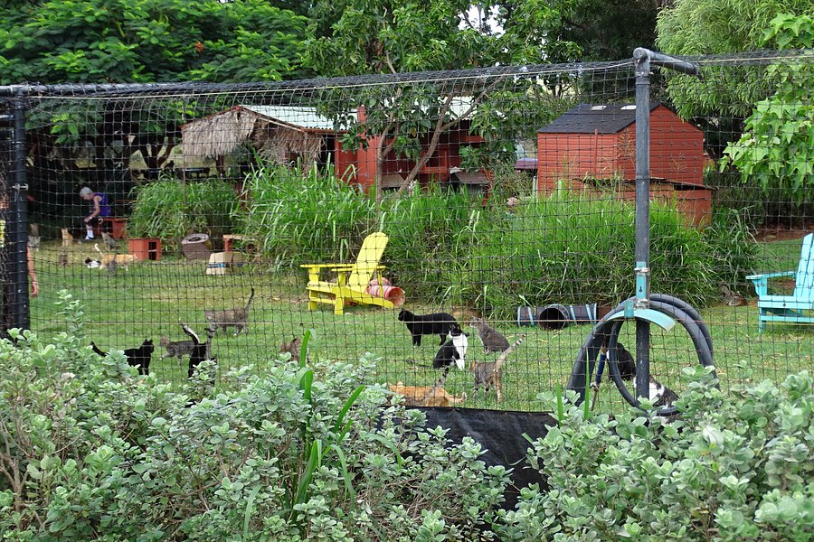 Lanai Cat Sanctuary image